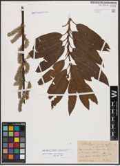 Salix burjatica Nasarow